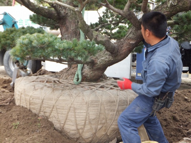 移植