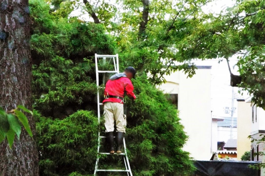 脚立にのぼる造園職人