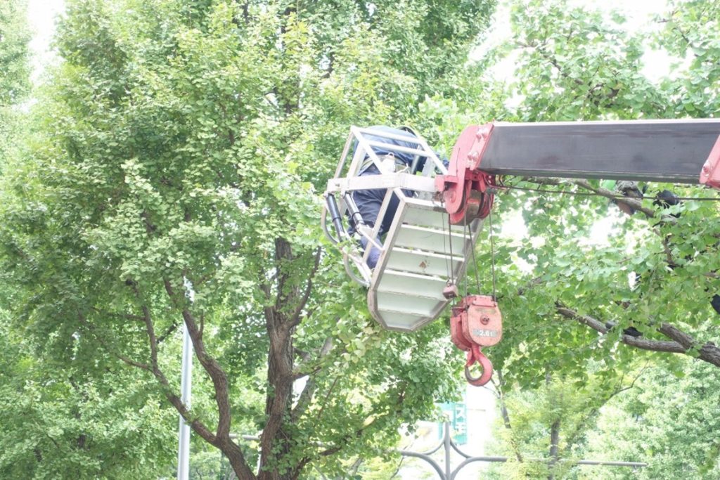 重機を使って高いところを剪定する職人