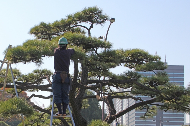 松の木の手入れと背景にビルが映る様子